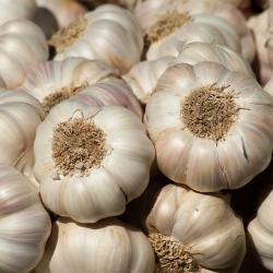 Garlic buy on the wholesale