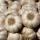 Garlic buy wholesale - company Samruddhi export import traders | India