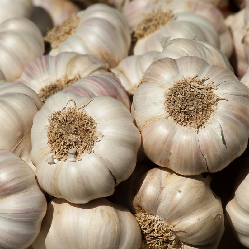 Garlic buy wholesale - company Samruddhi export import traders | India