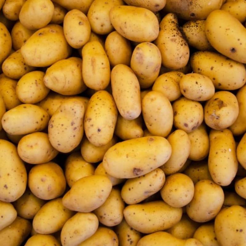 Potatoes buy wholesale - company Samruddhi export import traders | India