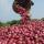 Свежий красный лук купить оптом - компания Green Groocers | Индия