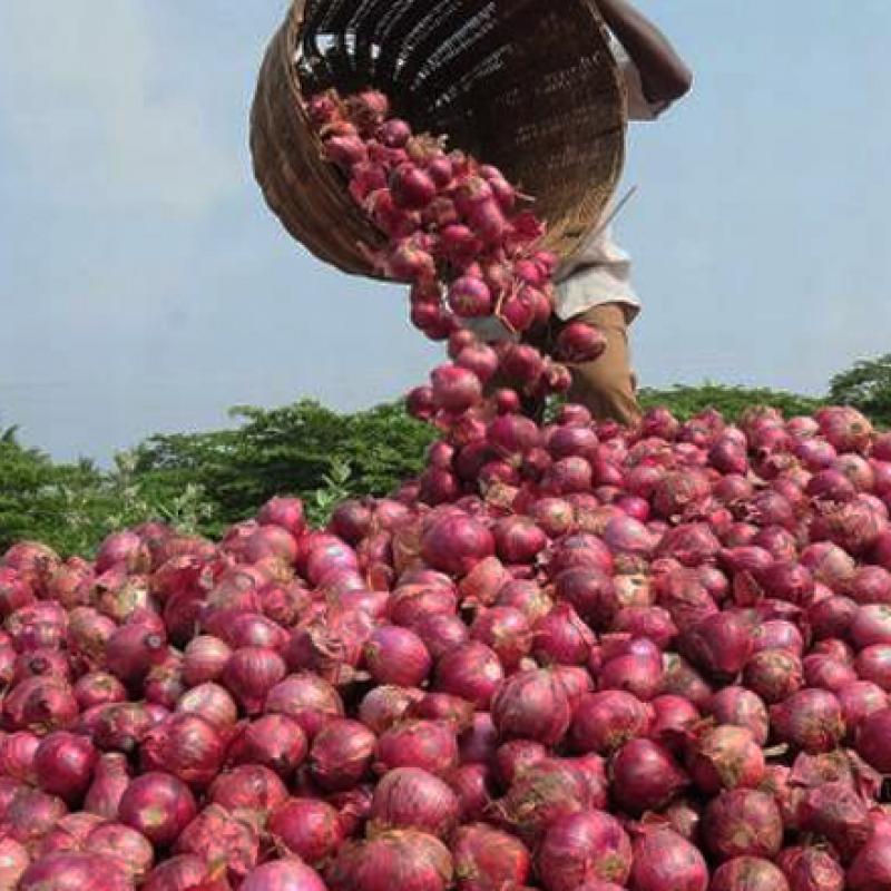 Свежий красный лук купить оптом - компания Green Groocers | Индия