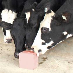 Cattle Salt Licks buy on the wholesale