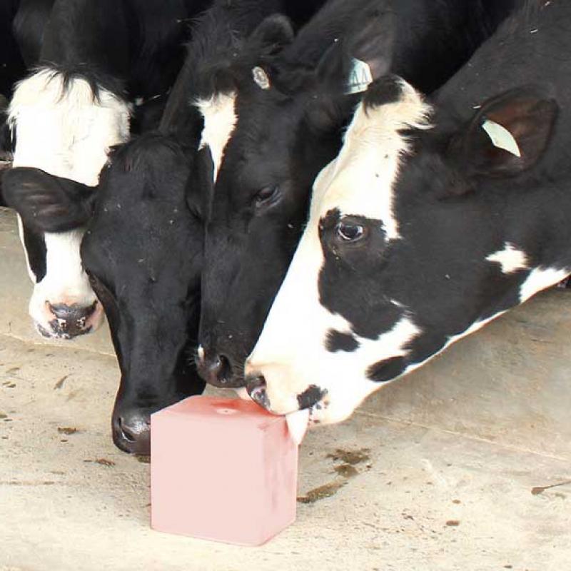 Cattle Salt Licks buy wholesale - company EURO MARKETING NETWORK | Pakistan