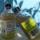 Moringa Oil  buy wholesale - company Jamekya Oils | Jamaica
