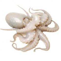 Octopus buy on the wholesale