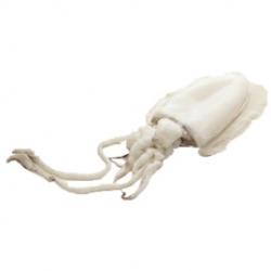 Cuttlefish buy on the wholesale
