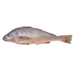 Croaker Fish buy on the wholesale