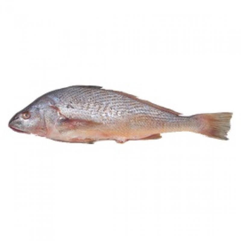 Croaker Fish buy wholesale - company Qadri Noori Enterprises | Pakistan