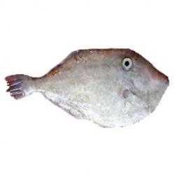 Leatherjacket Fish buy on the wholesale