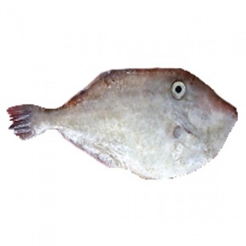 Leatherjacket Fish buy wholesale - company Qadri Noori Enterprises | Pakistan