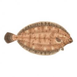 Sole Fish buy on the wholesale