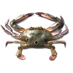 Crabs  buy on the wholesale