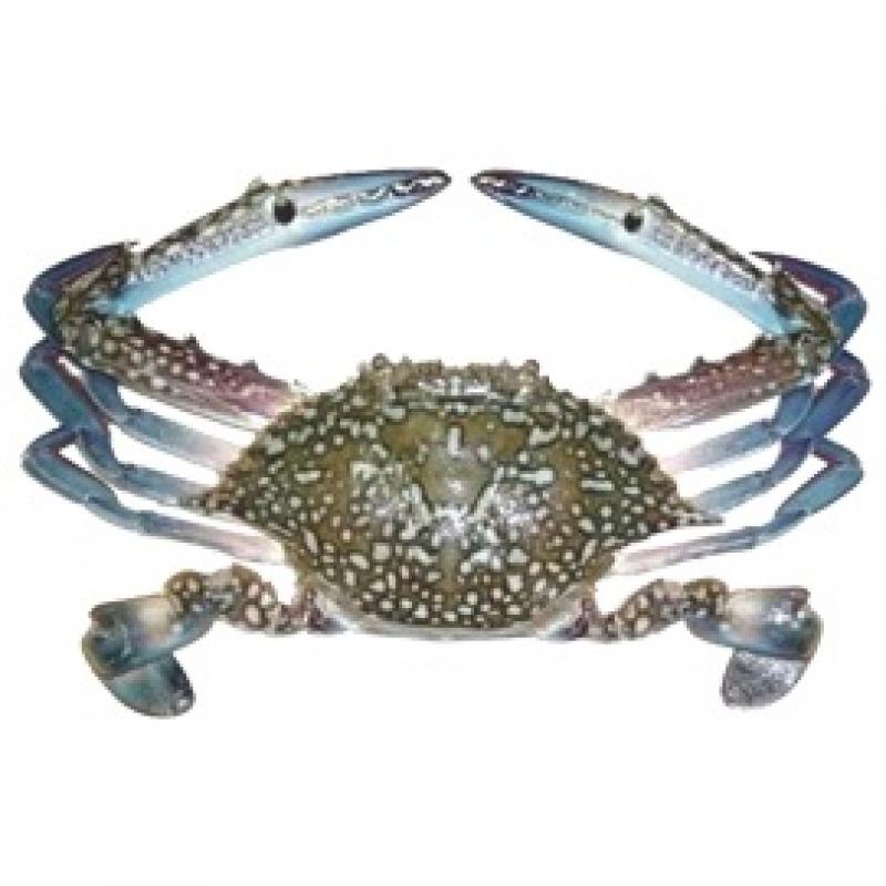 Crabs  buy wholesale - company Qadri Noori Enterprises | Pakistan