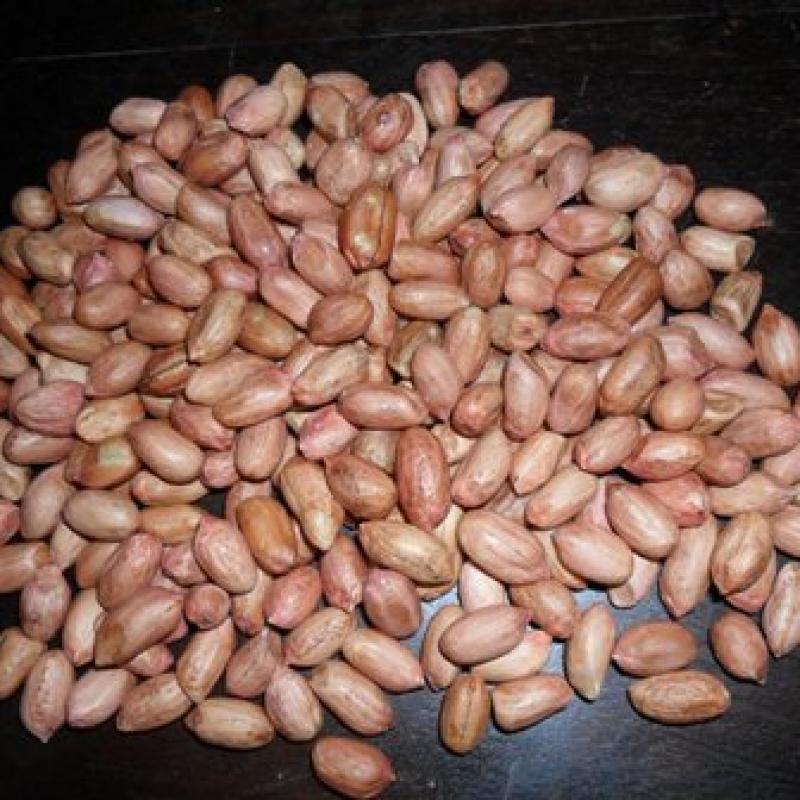 Арахис купить оптом - компания Seeds & Nut Trade - Link | Индия