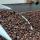 Кофе Робуста в зернах купить оптом - компания Duevvitrade | Италия