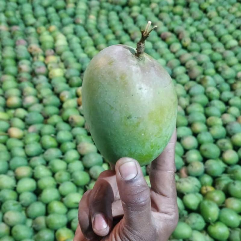 Mango buy wholesale - company SBAGS international farmers producer company ltd | India