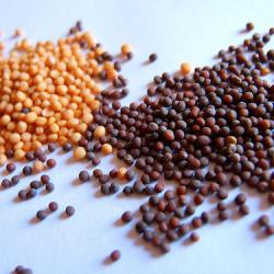 Yellow and Black Mustard Seeds