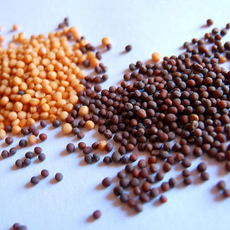 Yellow and Black Mustard Seeds buy wholesale - company Unique One International | India