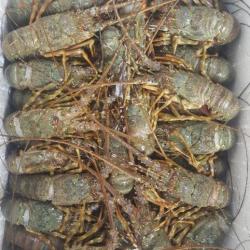 Frozen Lobsters buy on the wholesale