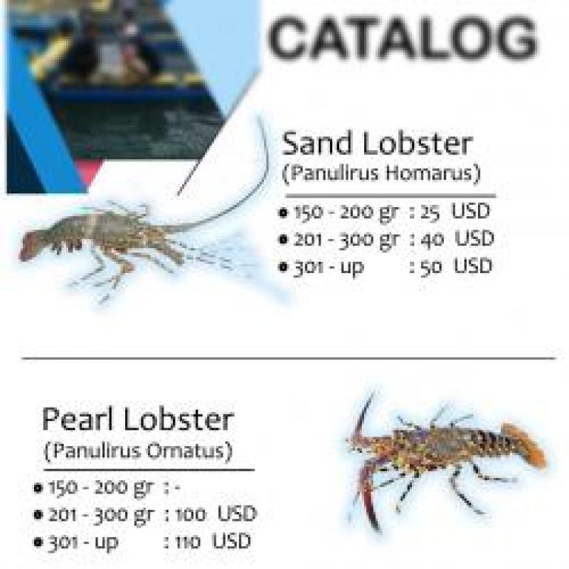 Свежемороженые лобстеры (омары) купить оптом - компания PT Royal Samudera Nusantara | Индонезия
