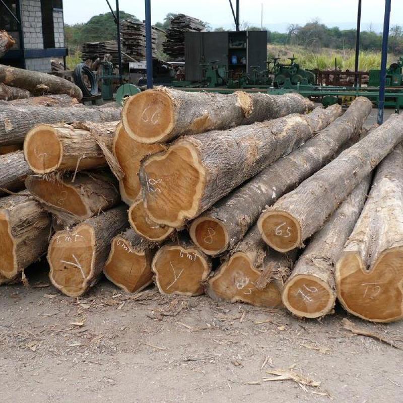 Hardwood and Softwood Logs buy wholesale - company Bofor | South Africa