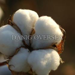 Cotton Fibre buy on the wholesale