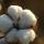 Cotton Fibre buy wholesale - company Danig Oversea | India