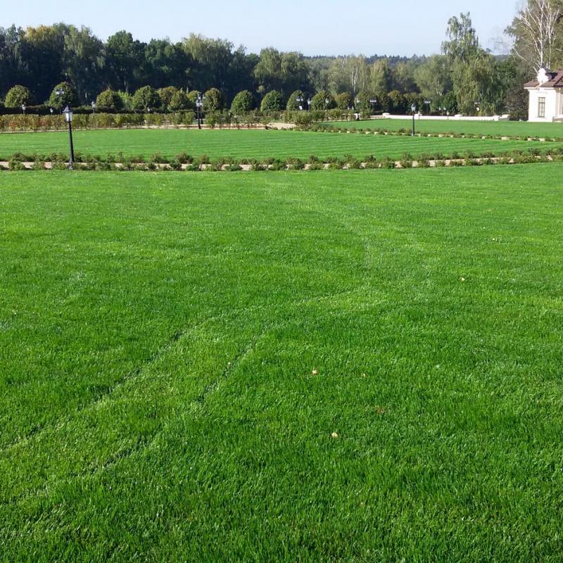 Rolled Elite Lawn Grass buy wholesale - company ООО 