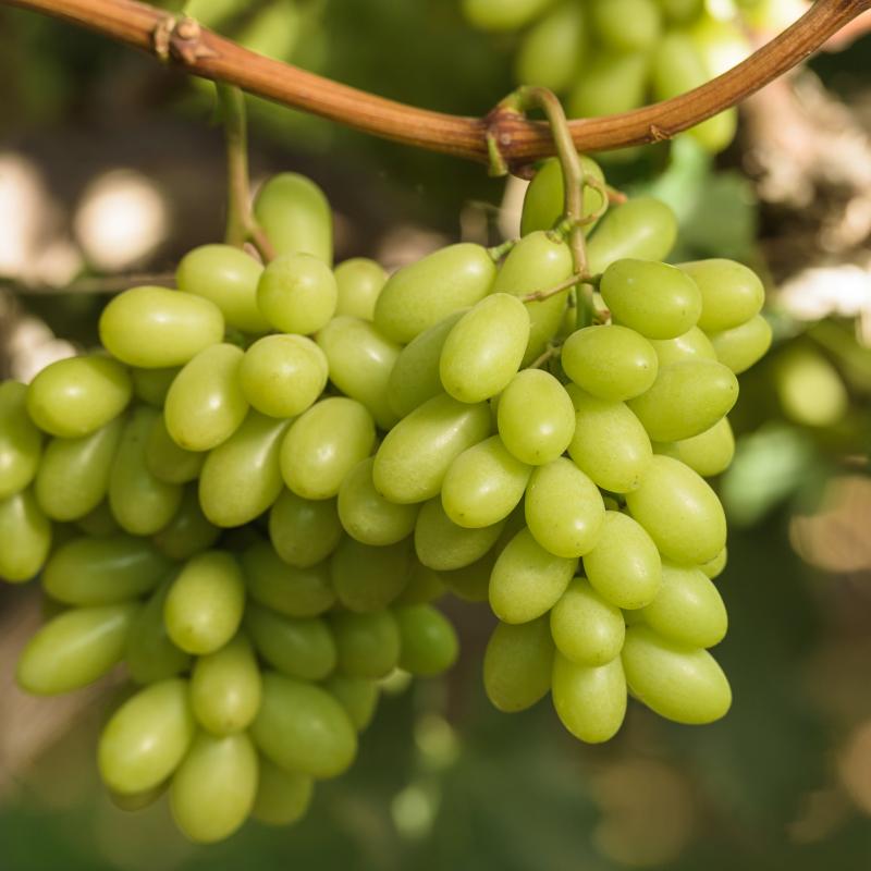 Grapes buy wholesale - company kiythodi international | India