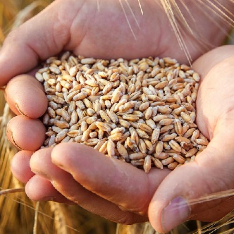 Пшеница купить оптом - компания kiythodi international | Индия