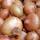 Onion  buy wholesale - company kiythodi international | India