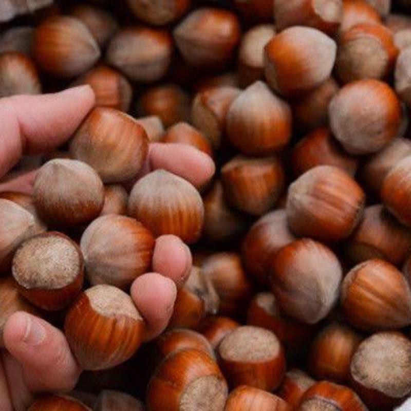 Hazelnuts  buy wholesale - company HrLotusCo | Turkey