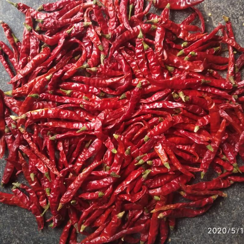 Dry Red Chili buy wholesale - company VIGNA EXPORTS | India