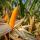 Желтая кукуруза купить оптом - компания Addas Industries | Индия