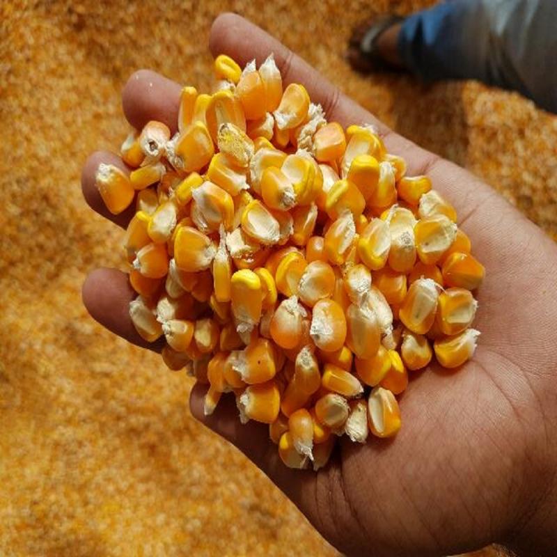 Yellow Corn (Maize) buy wholesale - company Addas Industries | India