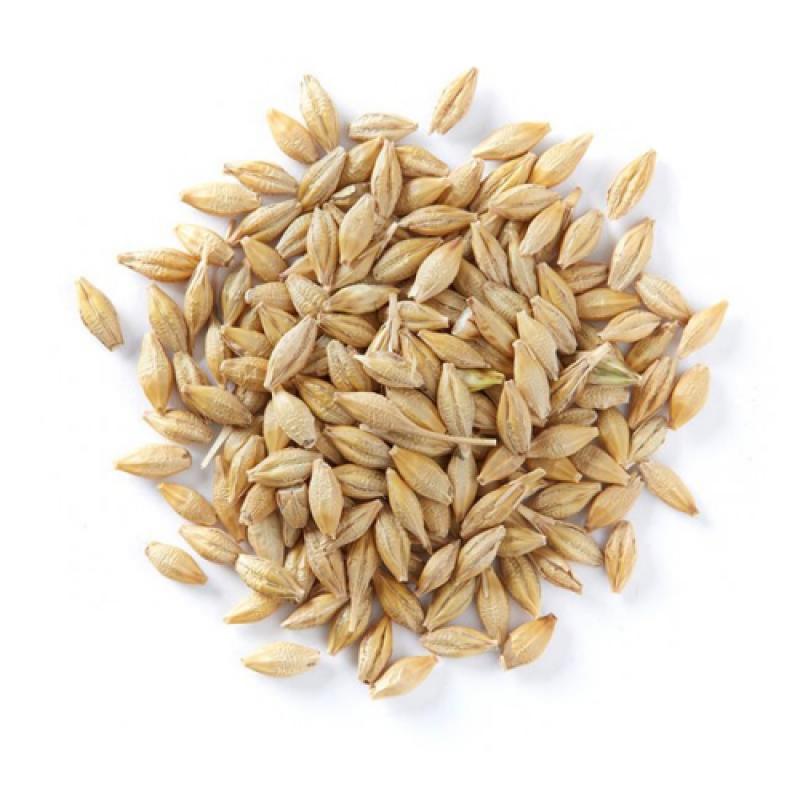 Barley buy wholesale - company Addas Industries | India