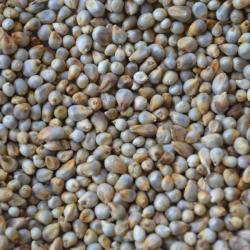 Millet Seeds buy on the wholesale