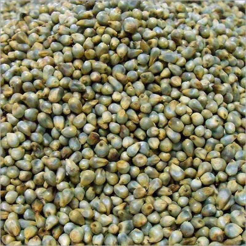 Millet Seeds buy wholesale - company Addas Industries | India