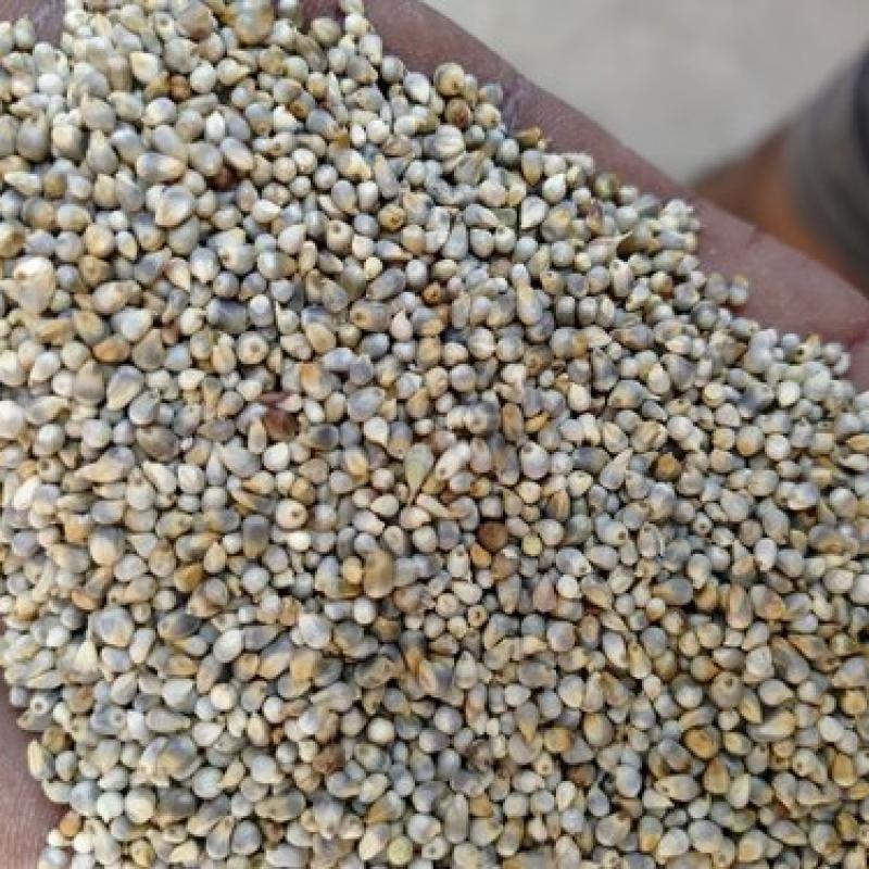 Millet Seeds buy wholesale - company Addas Industries | India