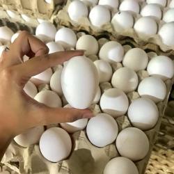Eggs buy on the wholesale
