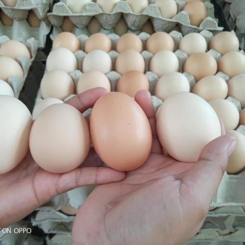 Eggs buy wholesale - company Addas Industries | India