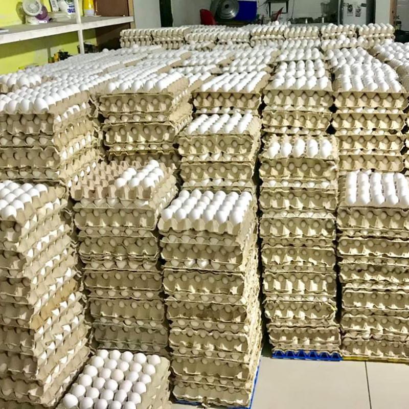 Яйца купить оптом - компания Addas Industries | Индия