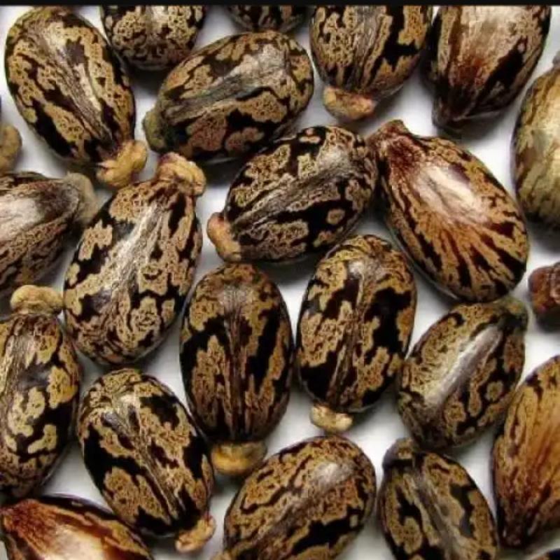 Семена клещевины  купить оптом - компания Perox global link ltd | Нигерия
