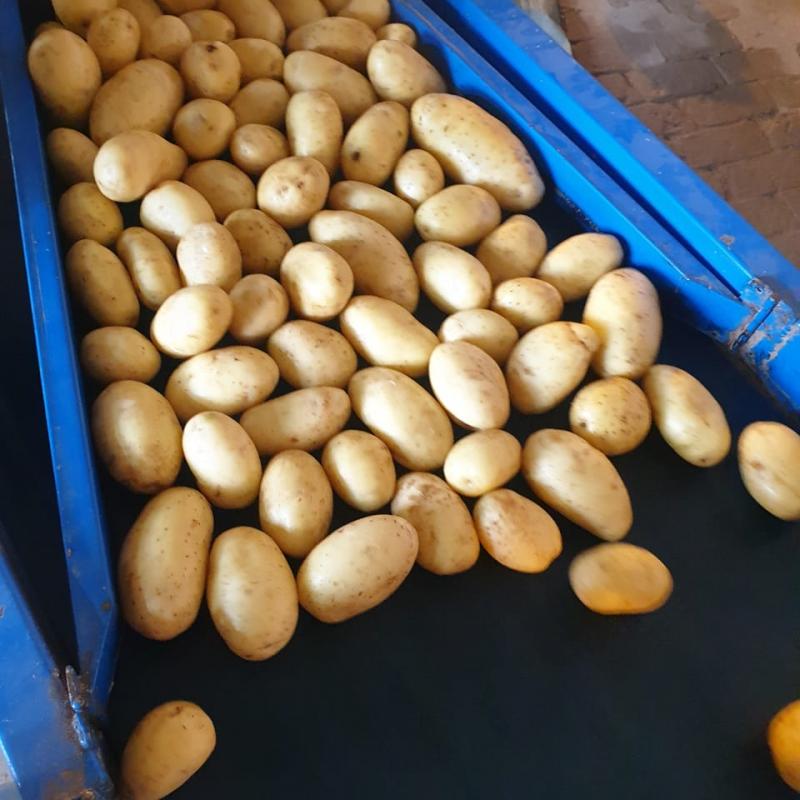 Potatoes buy wholesale - company H&H international | Pakistan