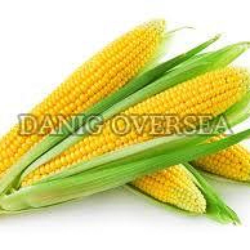 Yellow Maize buy wholesale - company Danig Oversea | India
