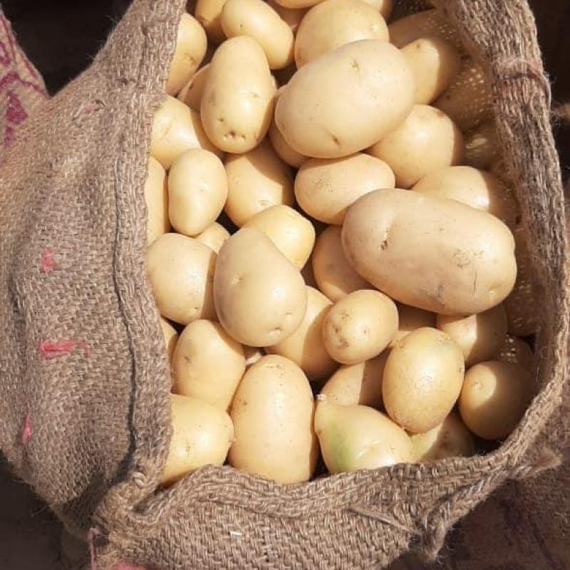 Картофель купить оптом - компания Magare Narayan Babulal | Индия