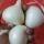 White Onions  buy wholesale - company Magare Narayan Babulal | India