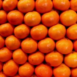 Oranges  buy on the wholesale