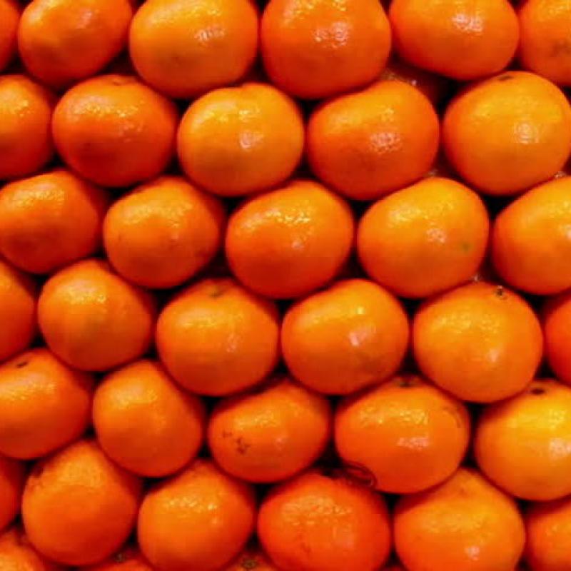 Oranges  buy wholesale - company M&M | Pakistan